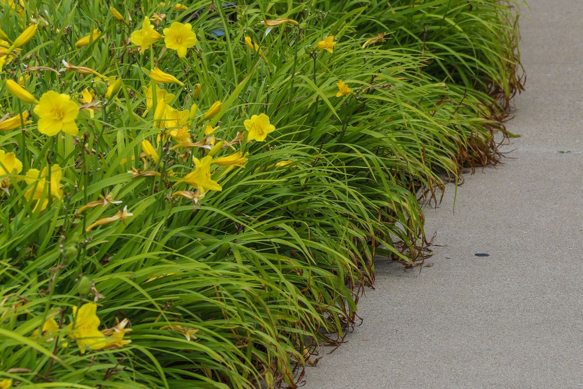 Smooth grey concrete path curving past a garden bed of yellow daylilies